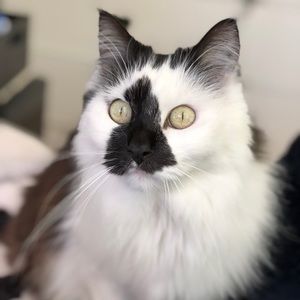 Meet your Posher, Steven